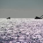 Verso l'isola di Tavolara
